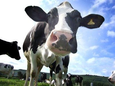Business Advice for Dairy Managers and Dairy Farmers